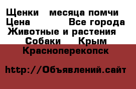 Щенки 4 месяца-помчи › Цена ­ 5 000 - Все города Животные и растения » Собаки   . Крым,Красноперекопск